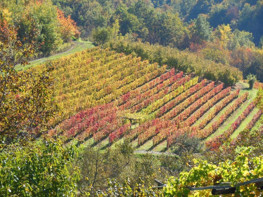 Agriturismo Affittacamere Barbarossa Dogliani Exteriér fotografie